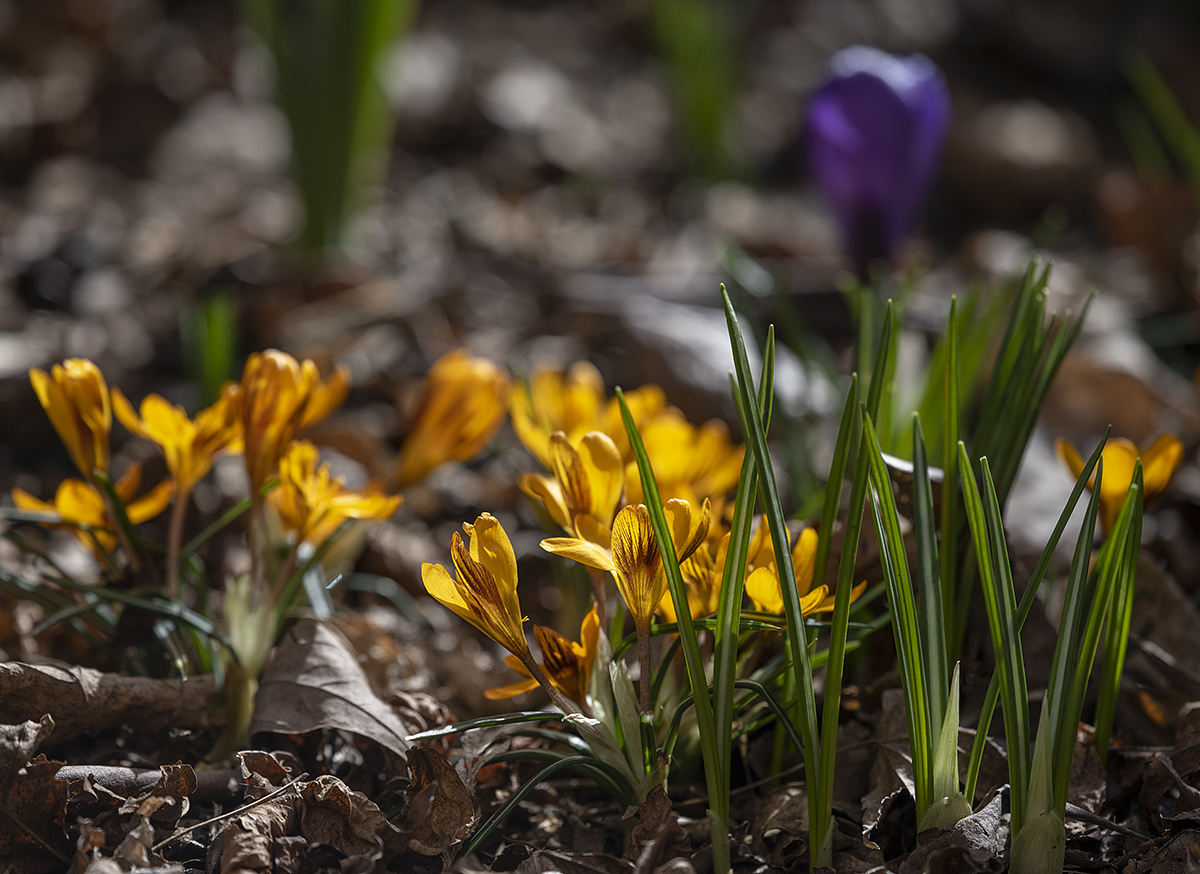 First spring flowers and second vaccination!