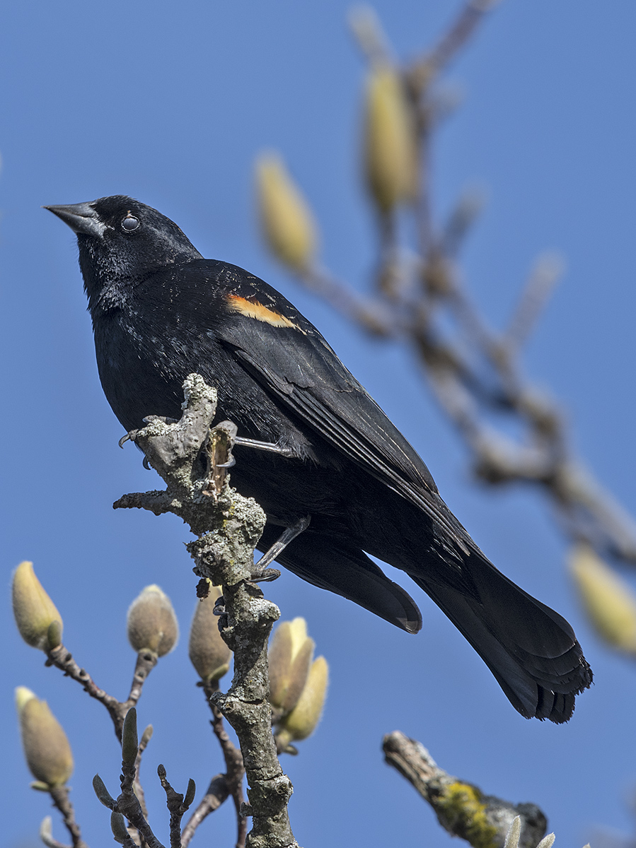 Red-winged blackbird at the gardens
