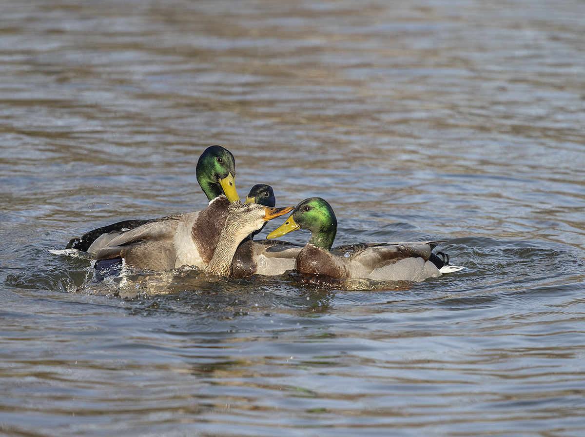 Three may be company, but here its a crowd