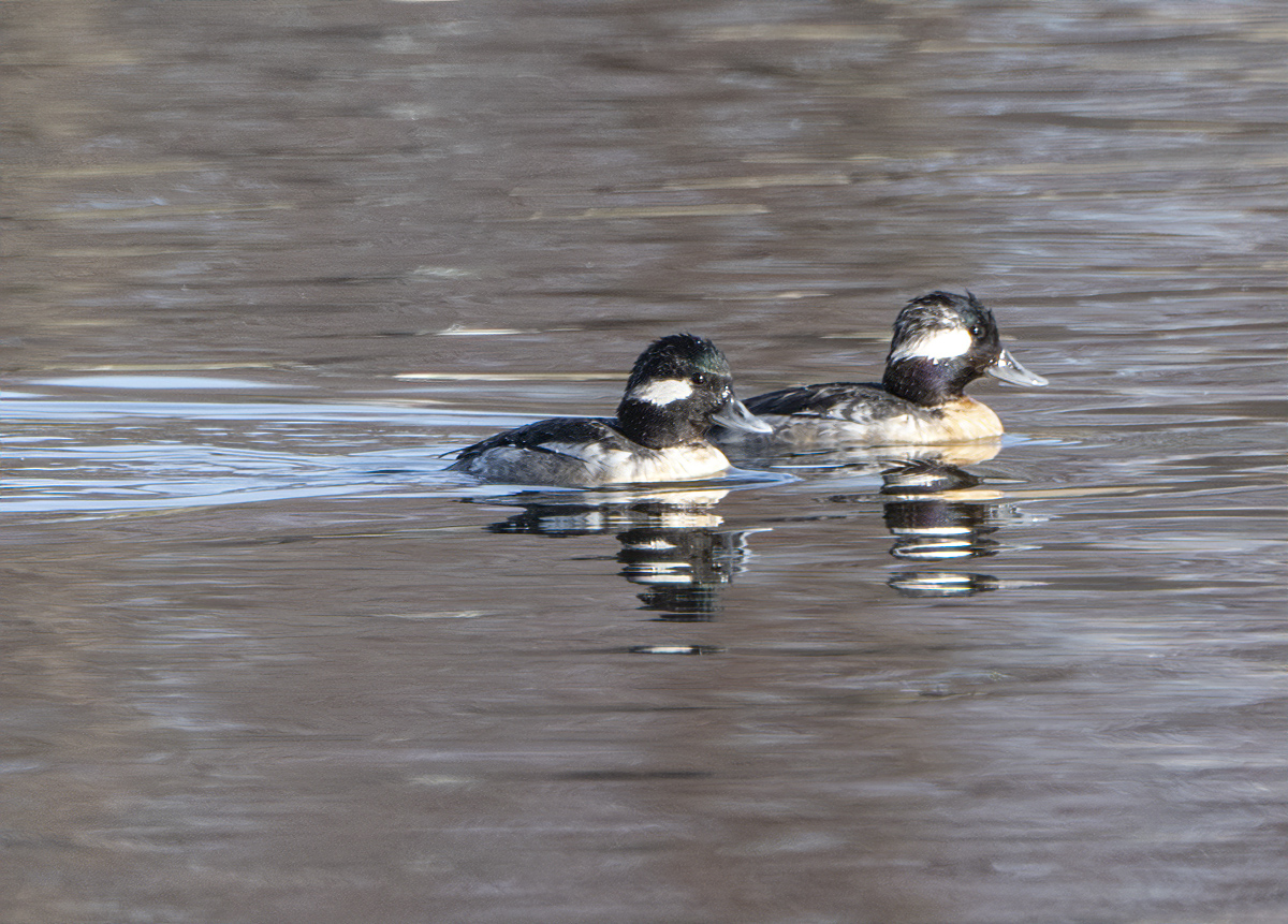 New residents at the gardens