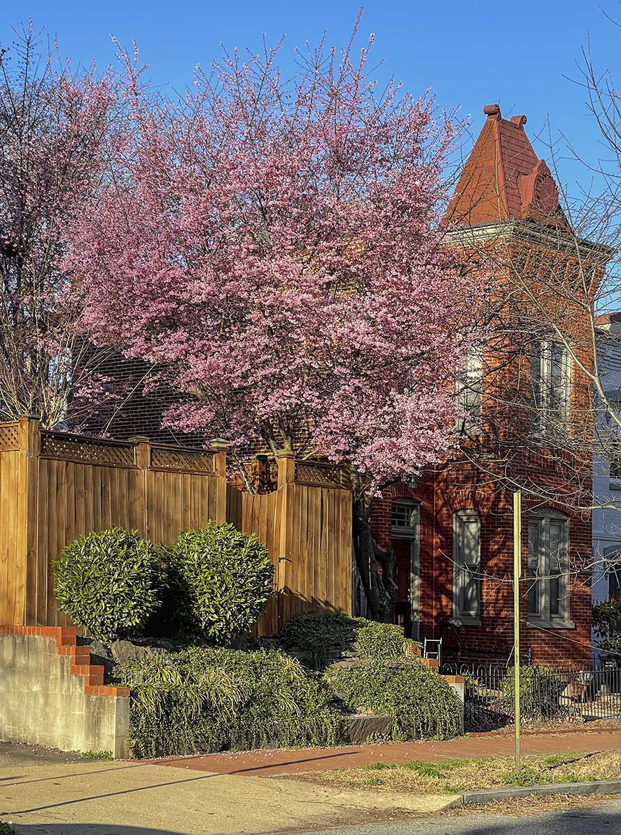 In bloom