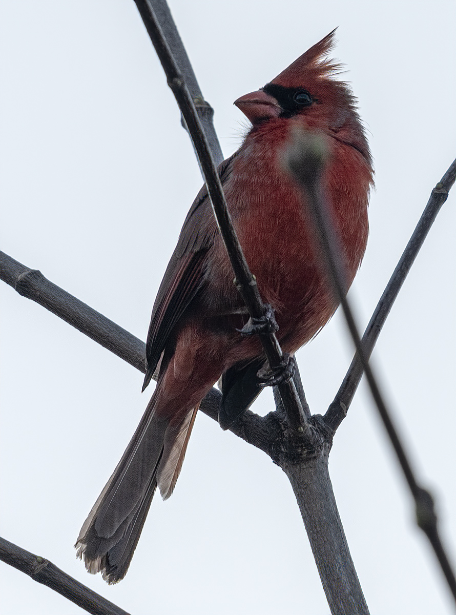 Cardinal at nightfall