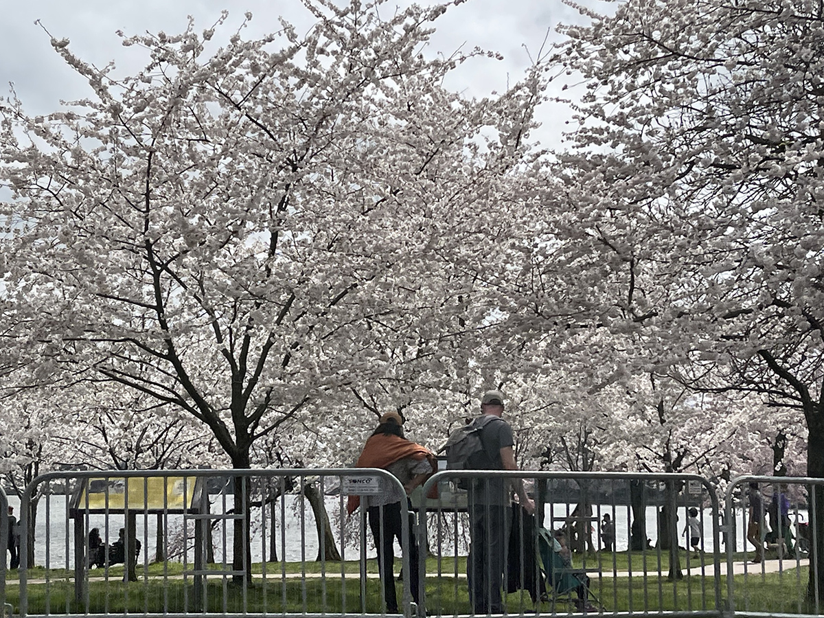 Enjoying the blossoms