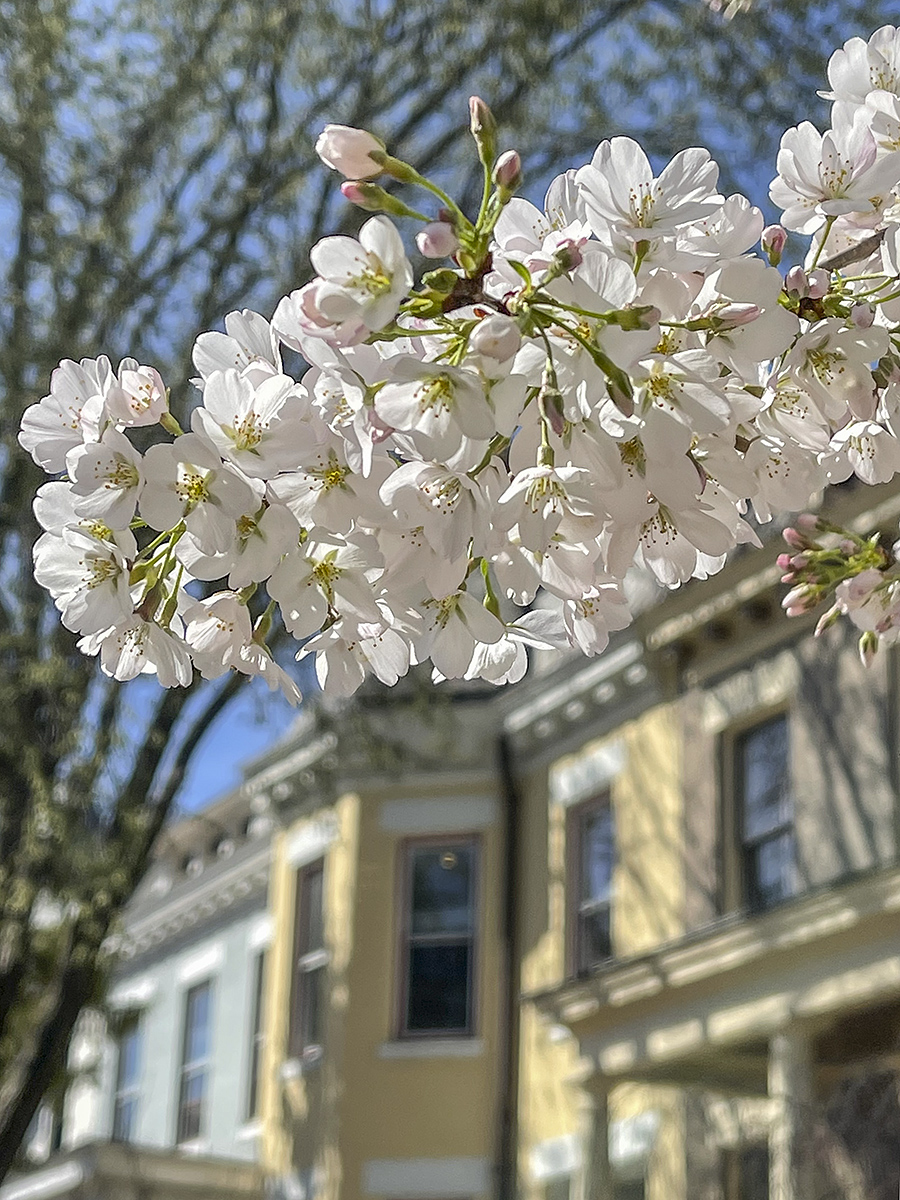 Capitol Hill cherry blossoms