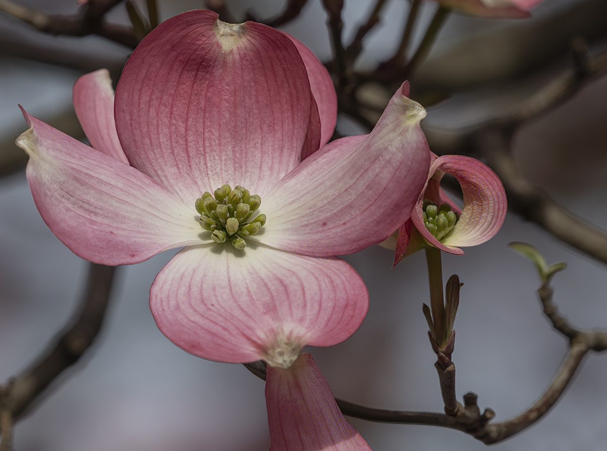 The last dogwood