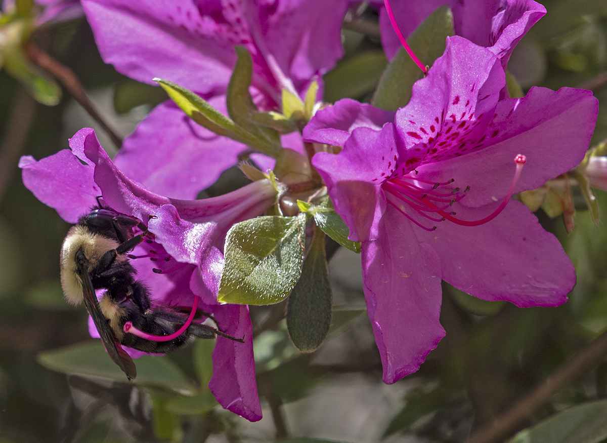 A bee that likes color