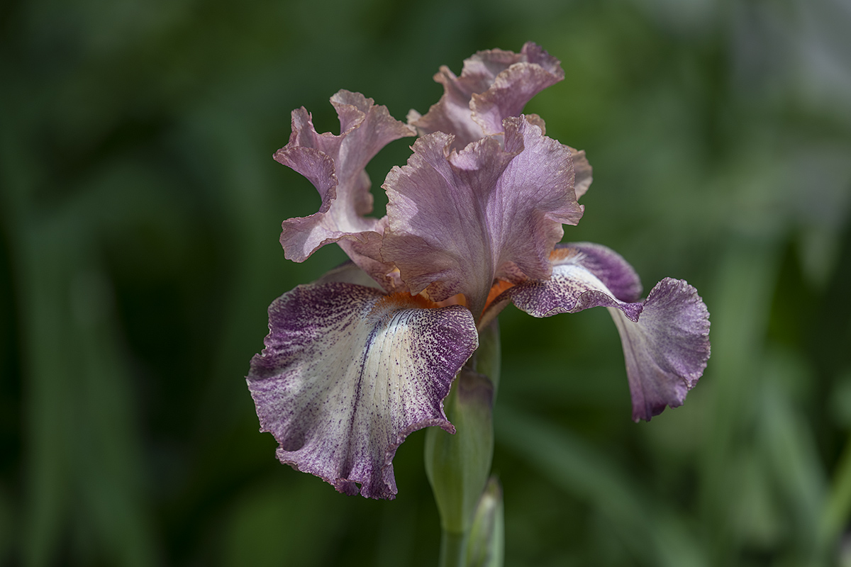 First bloom