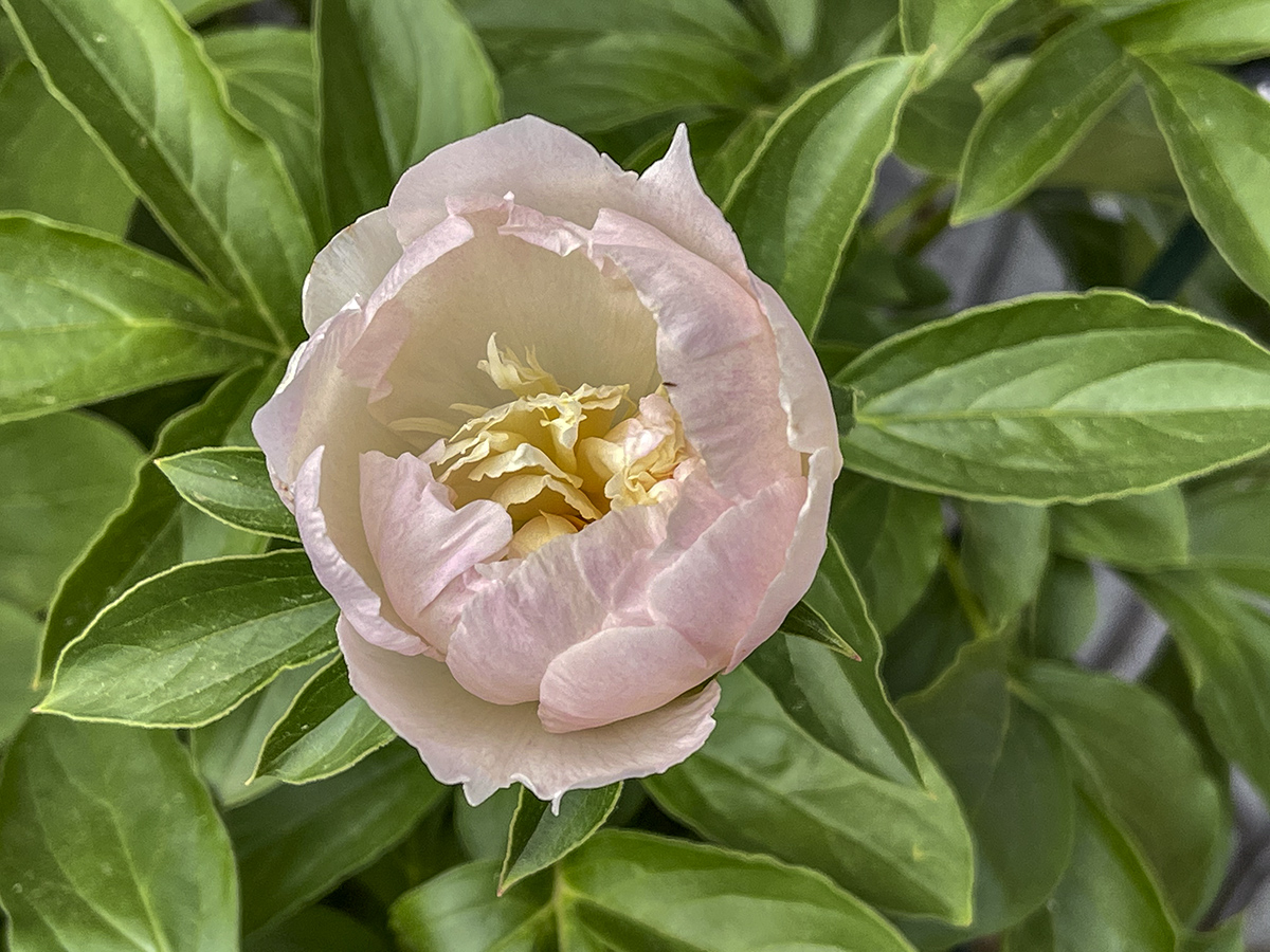 Miracle peony: intermission
