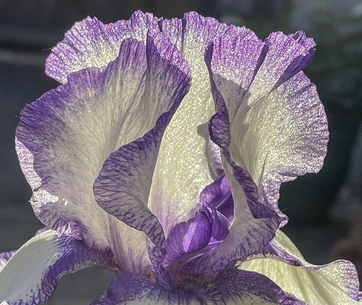 The secret life of an iris