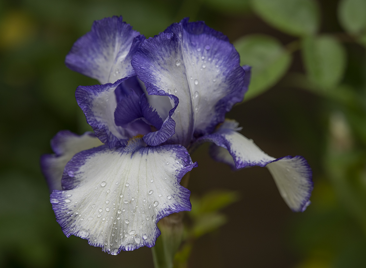 The last iris