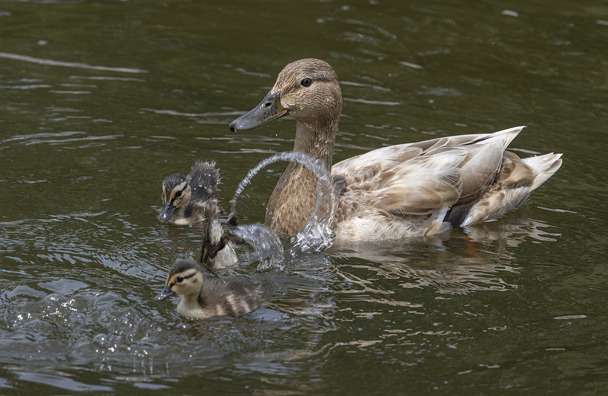 Diving lessons