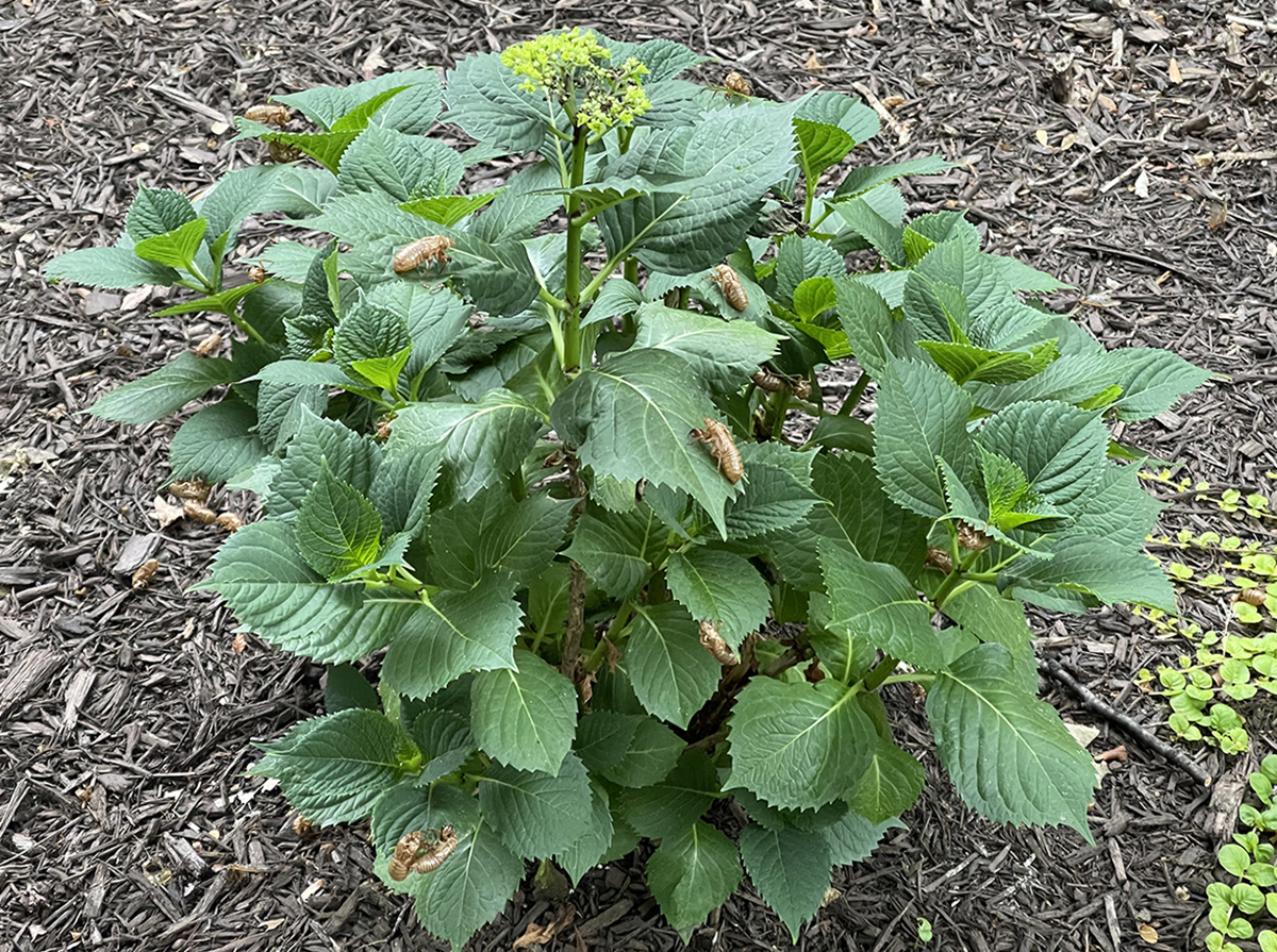 The cicada bush