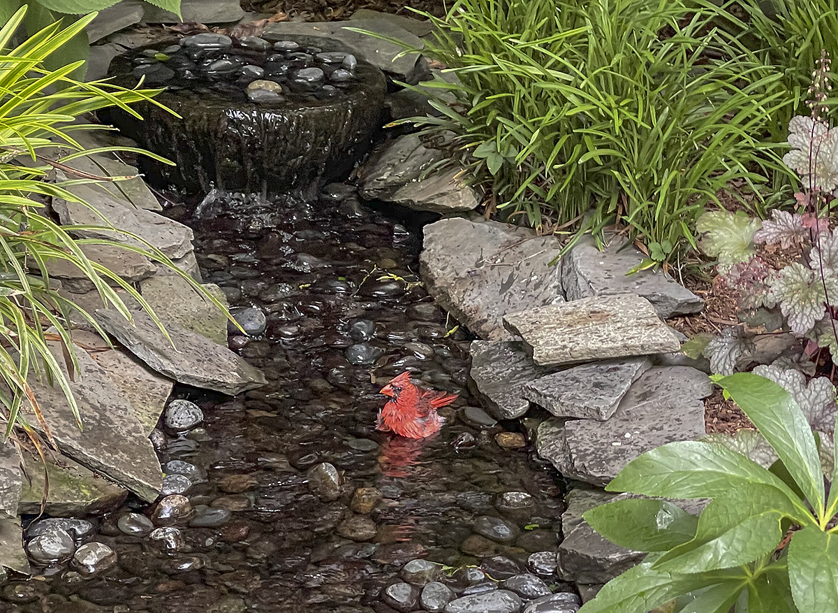 Mr. Cardinal in the bath