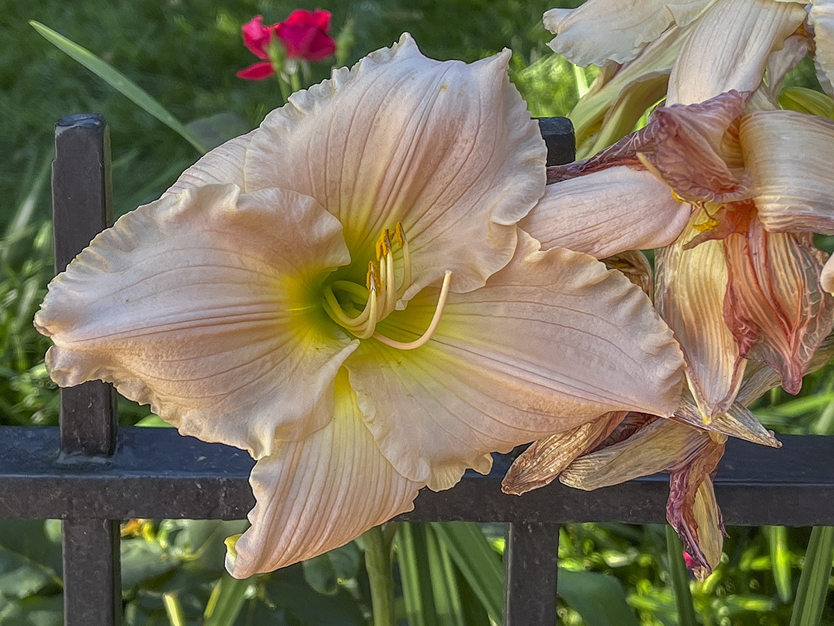 Last daylily standing