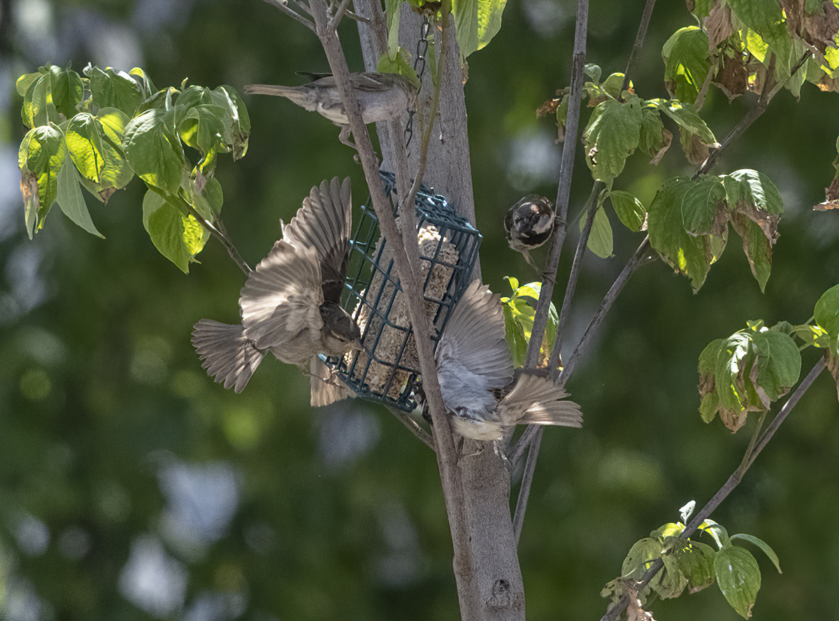 Gridlock at the bird feeder