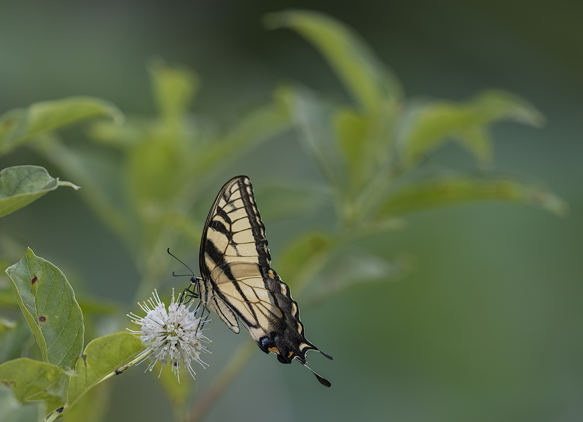 Exceptional butterfly