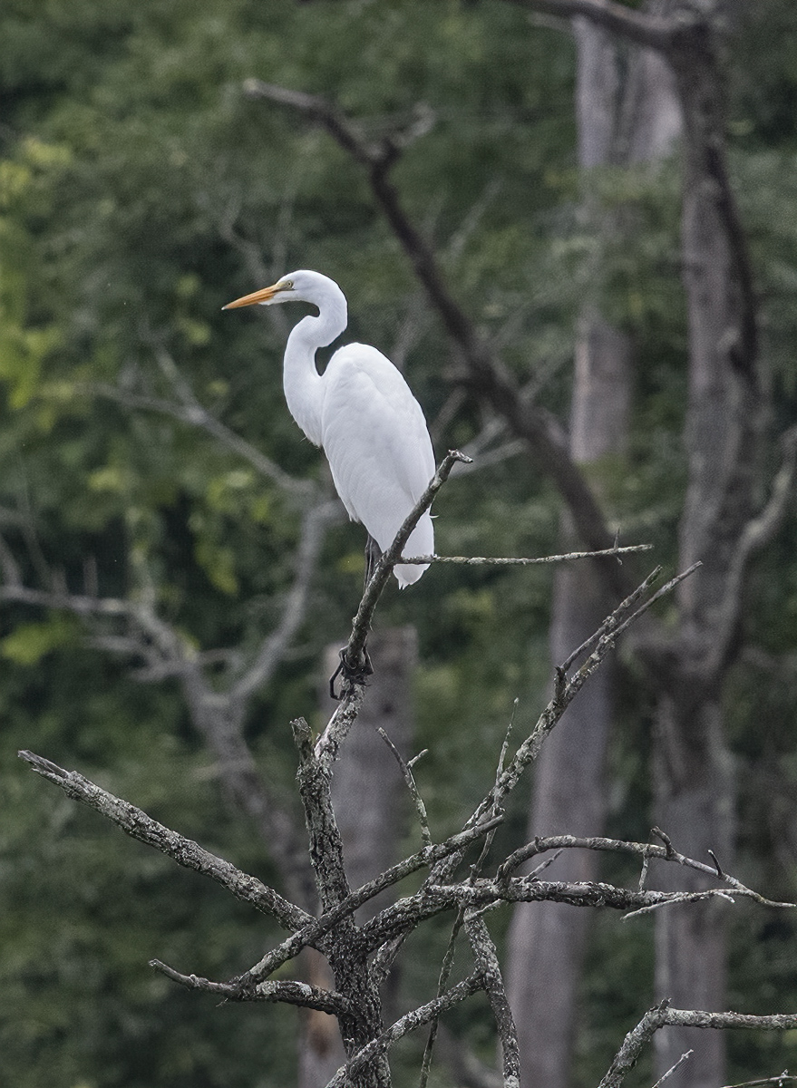 The thrilling egret