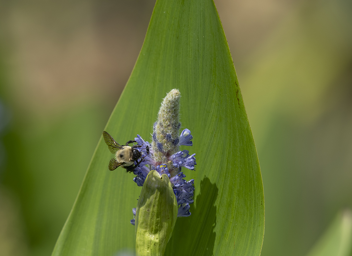 Socially distanced bee