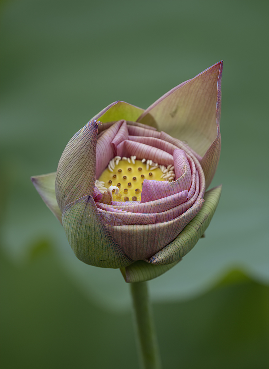 Unfolding