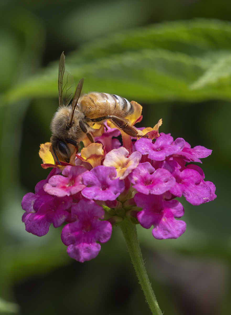 Butterfly substitute