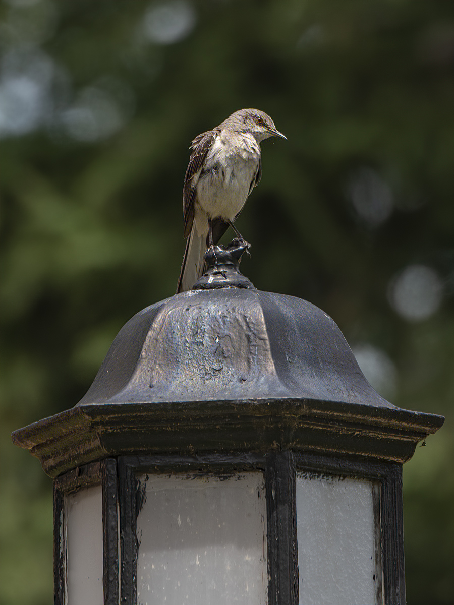 The mockingbird again