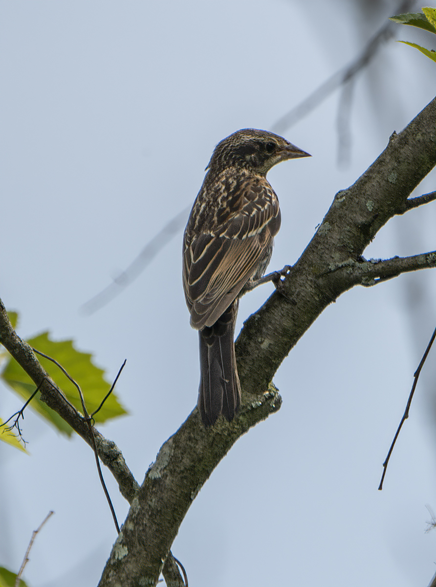 Mystery bird