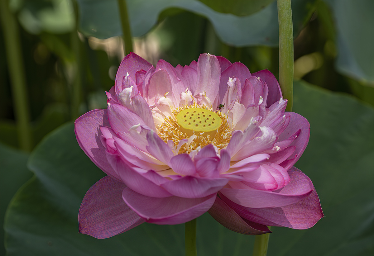 The final lotus