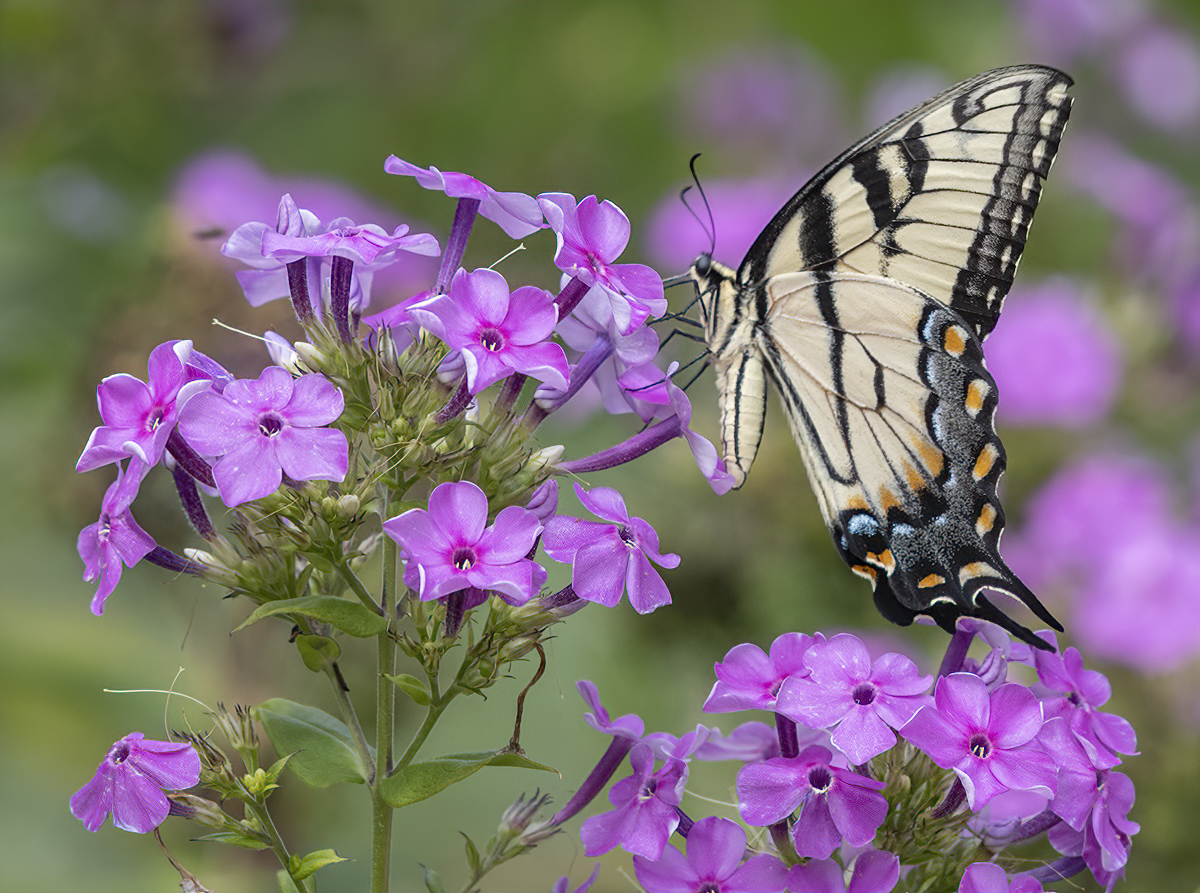 The one and only monastery butterfly