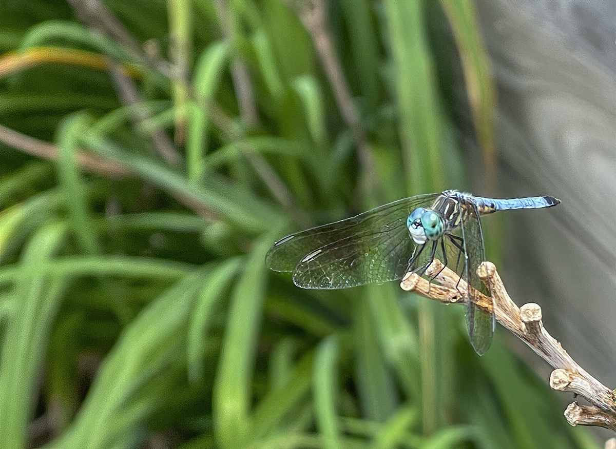 The mini-dragonfly