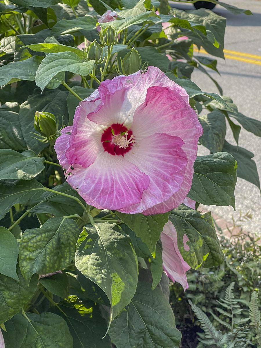 Curbside flower