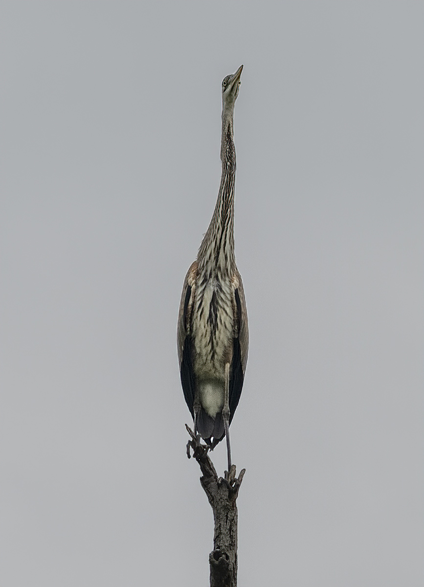 My, what a long neck you have 