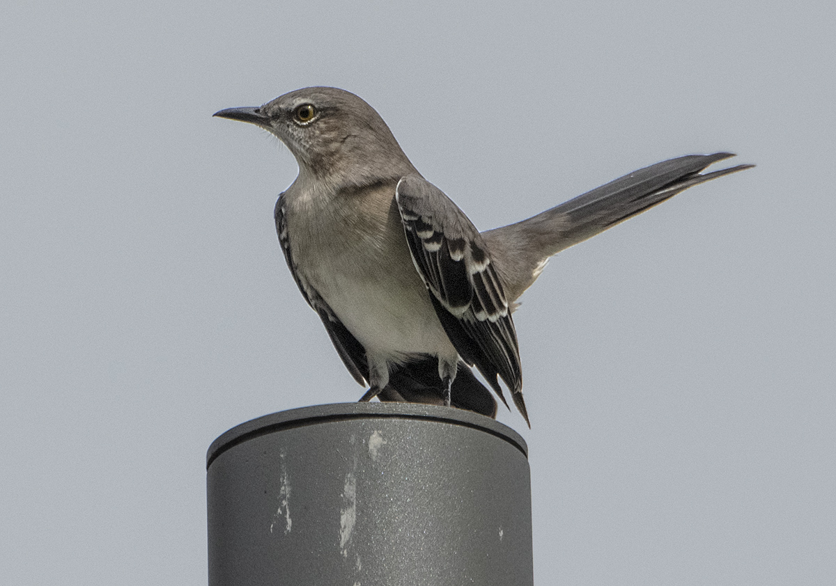 Return of the mockingbird