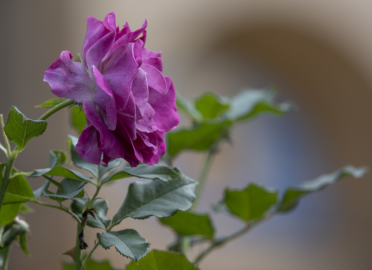 Last of the roses