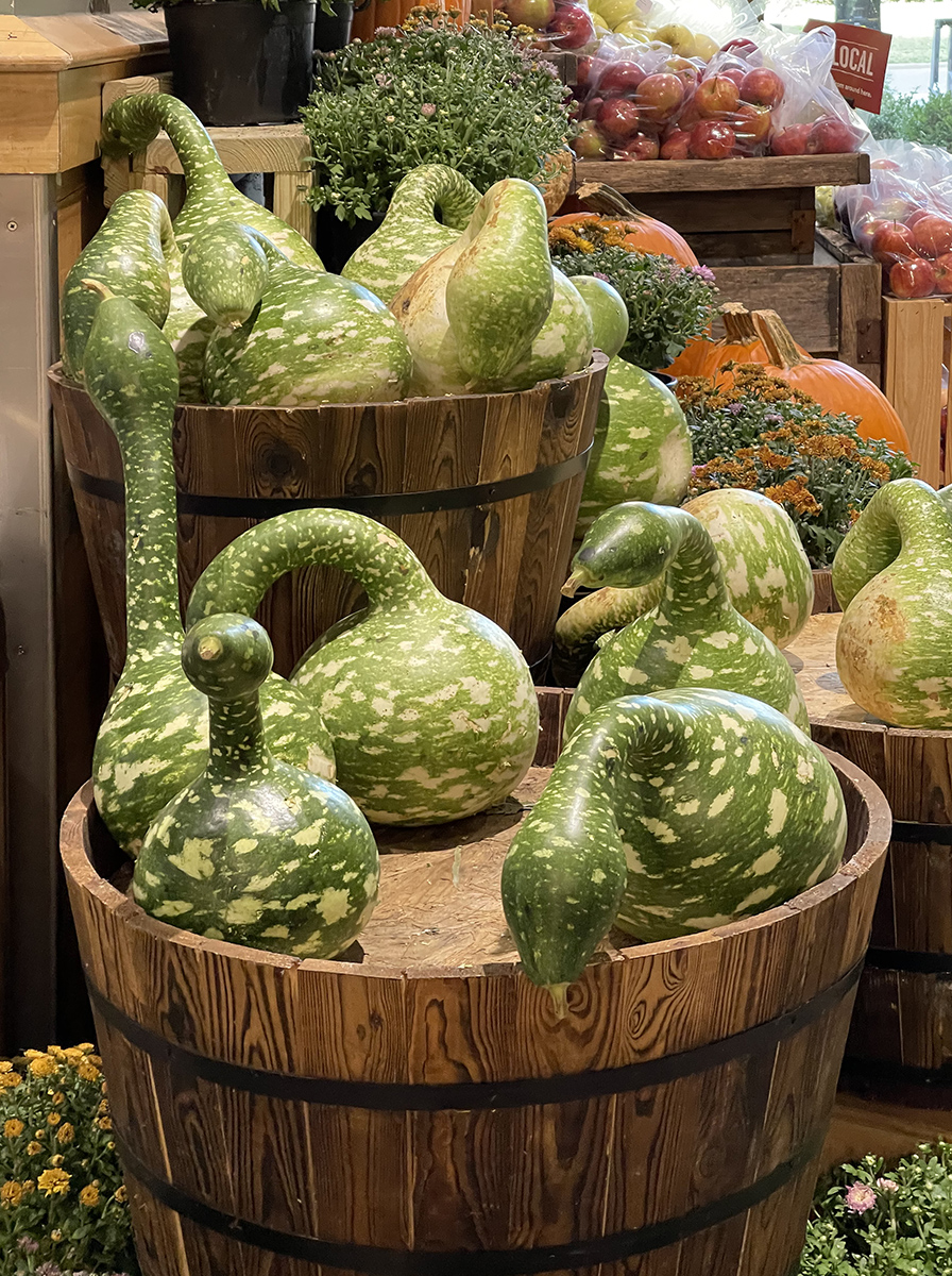 A gaggle of goose gourds