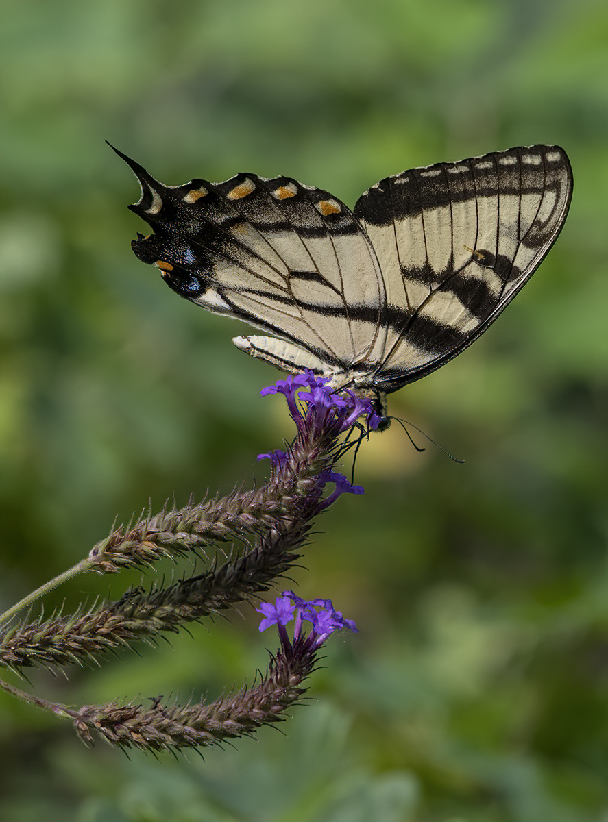 Graceful butterfly
