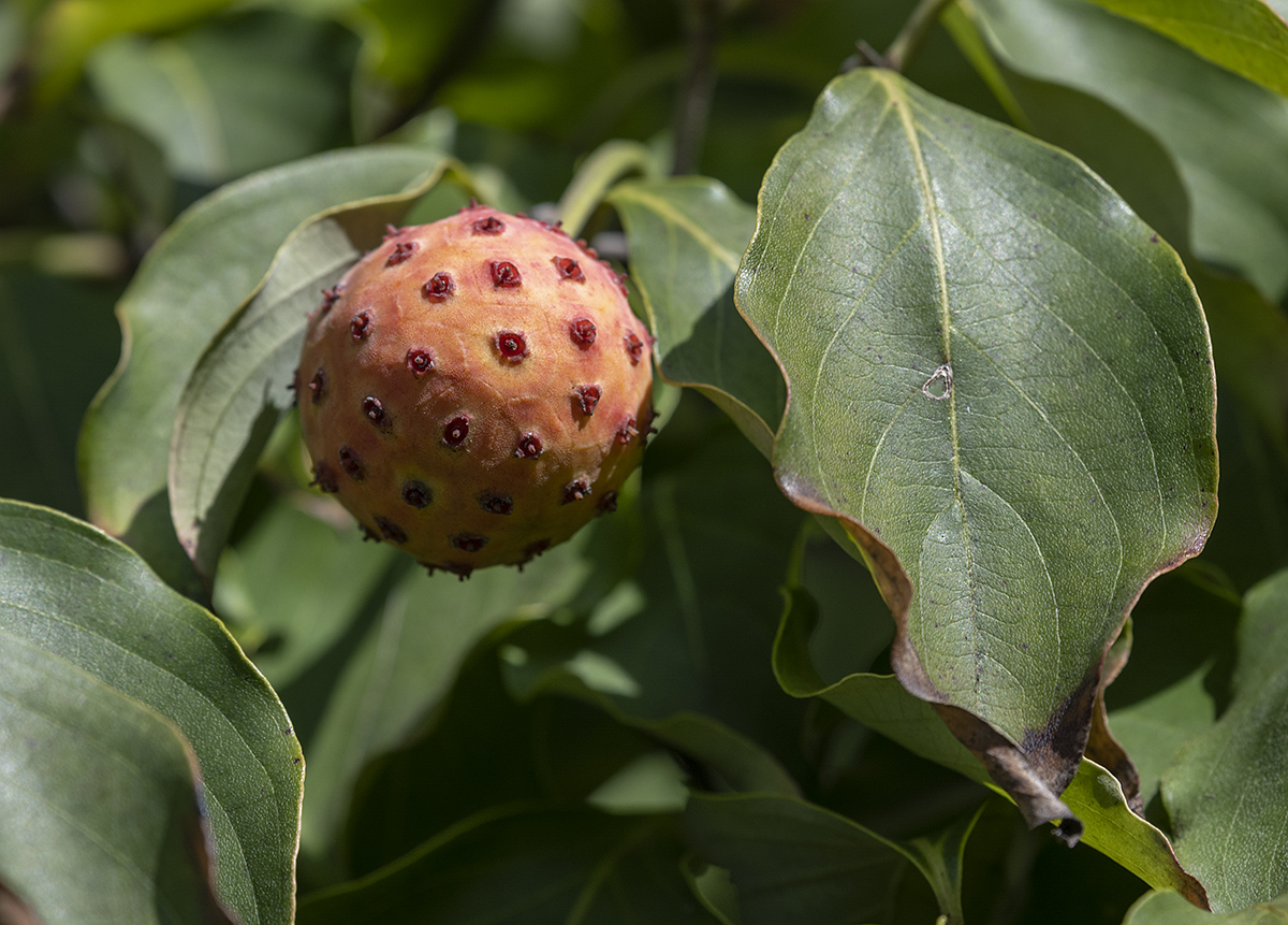 Chinese dogwood fruit