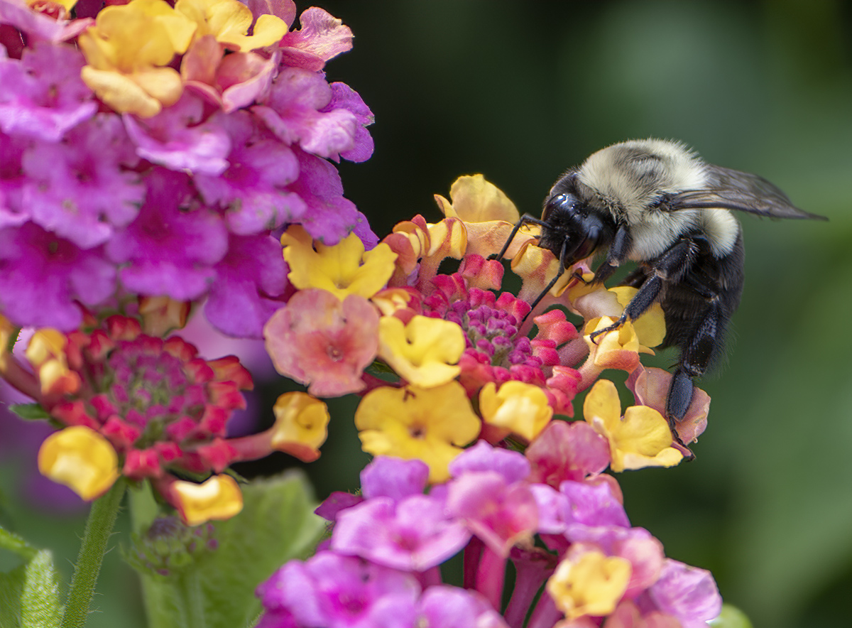 At work on the lantana