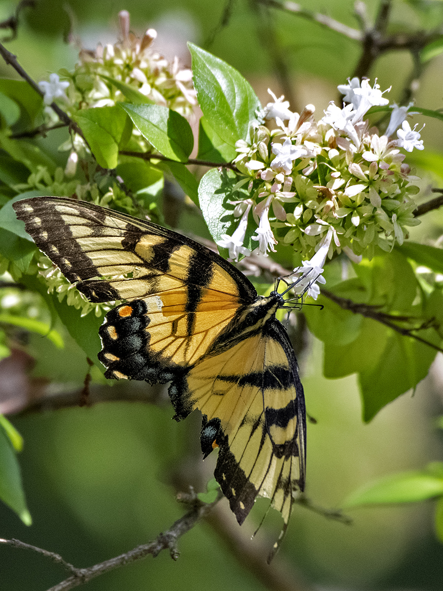 Stained glass wing