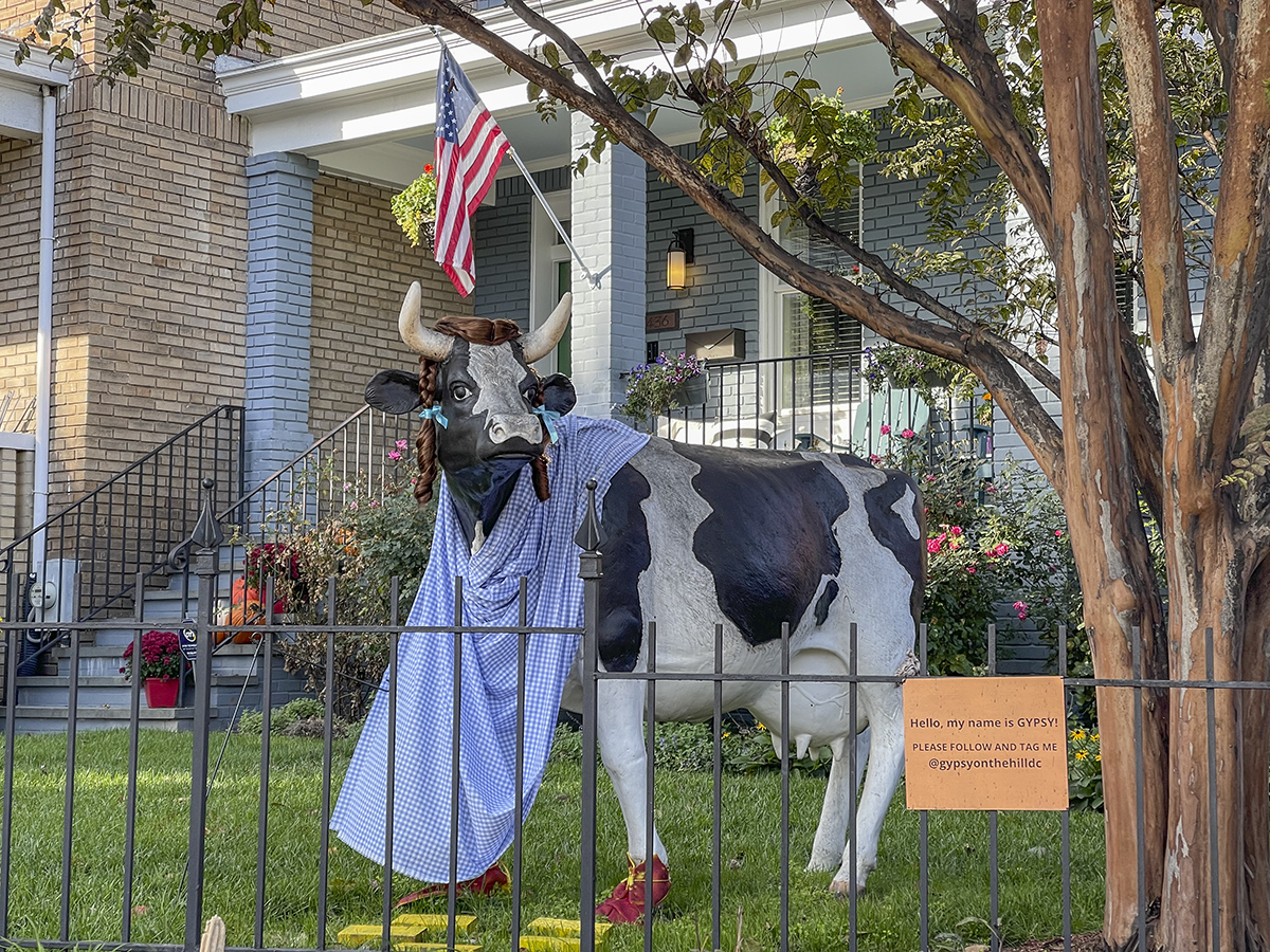 Gypsy the cow in her latest getup