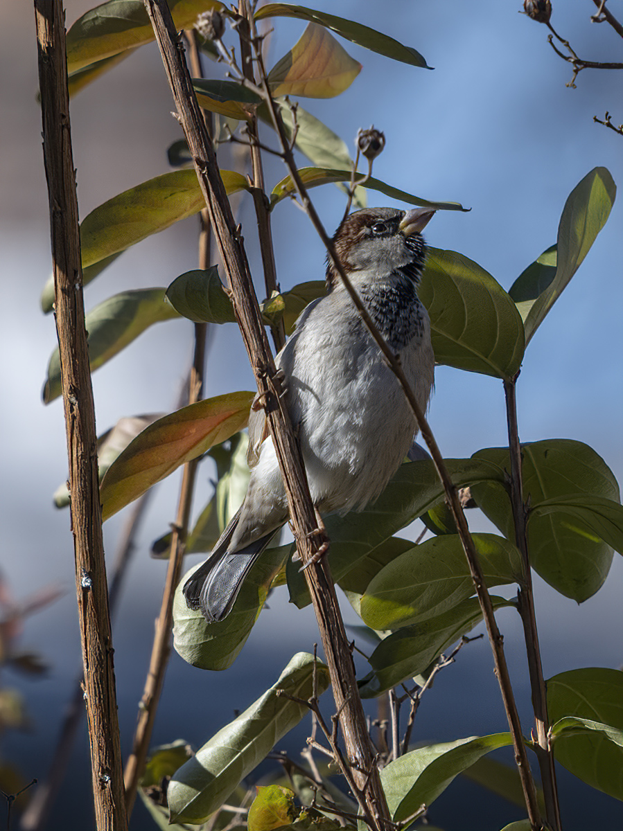 Sparrow in a crape myrtle