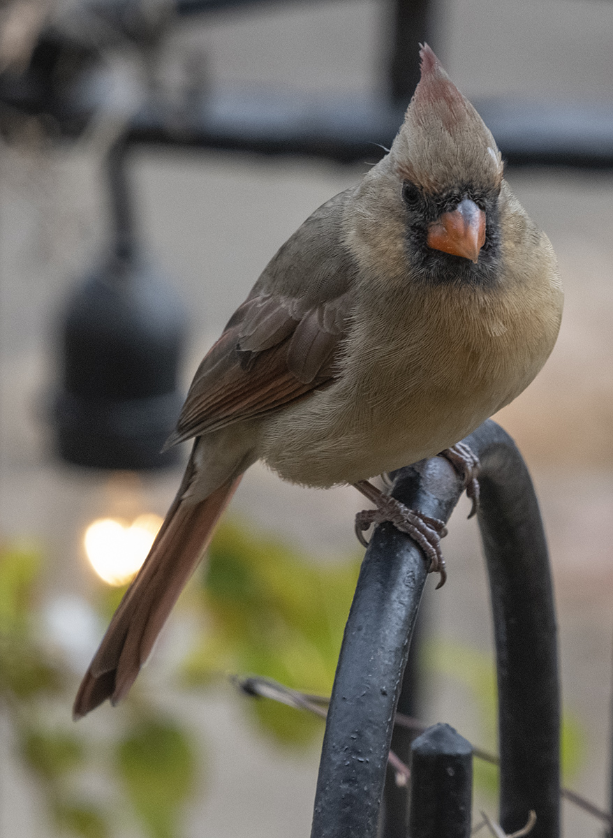 The return of Mrs. Cardinal