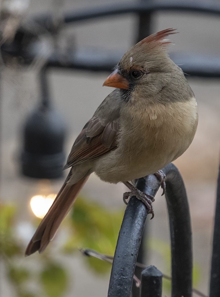 The accommodating Mrs. Cardinal