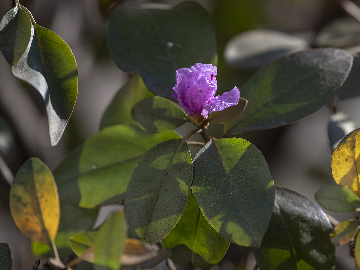 Christmas azalea