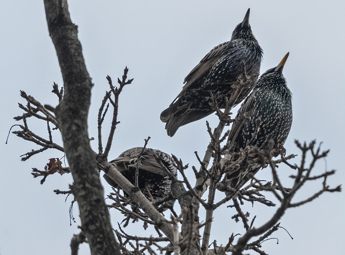 The Three Starlings