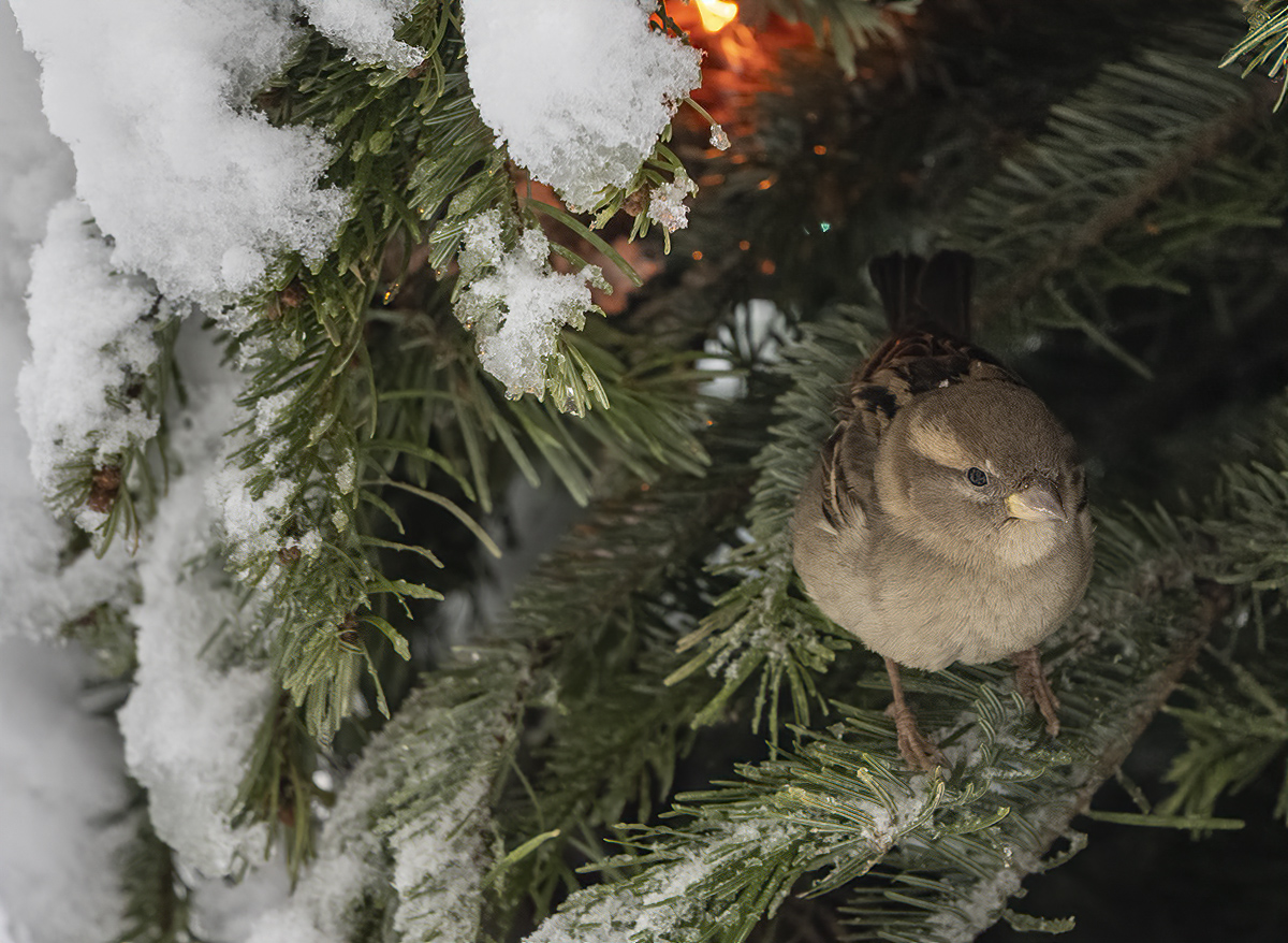 Sheltering in a Christmas tree