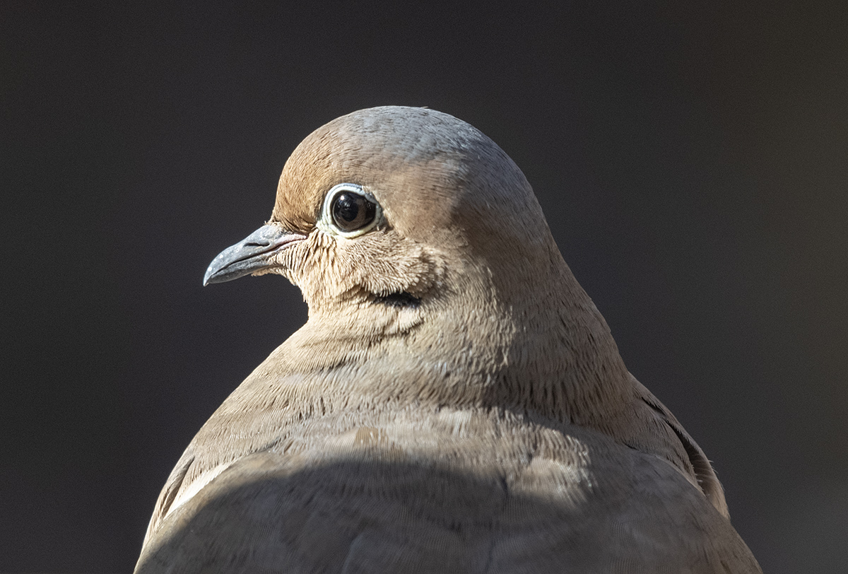 Unperturbed