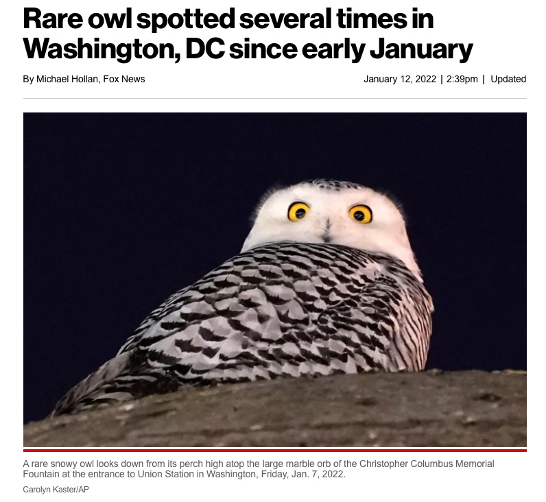 Snowy owl in DC!