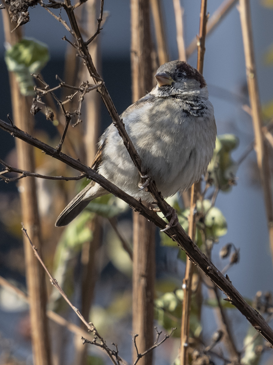 Backyard sparrow
