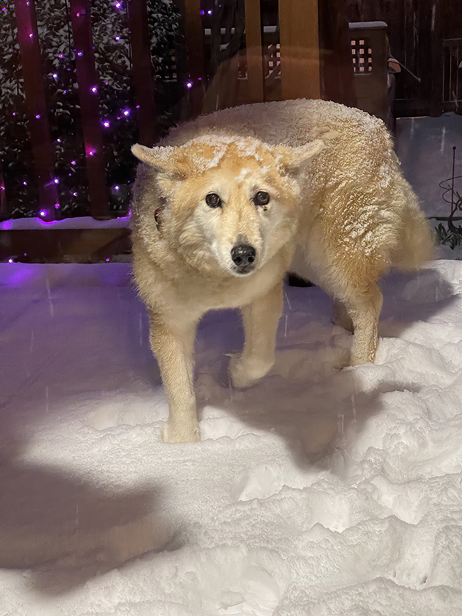 Snowy Sahraa