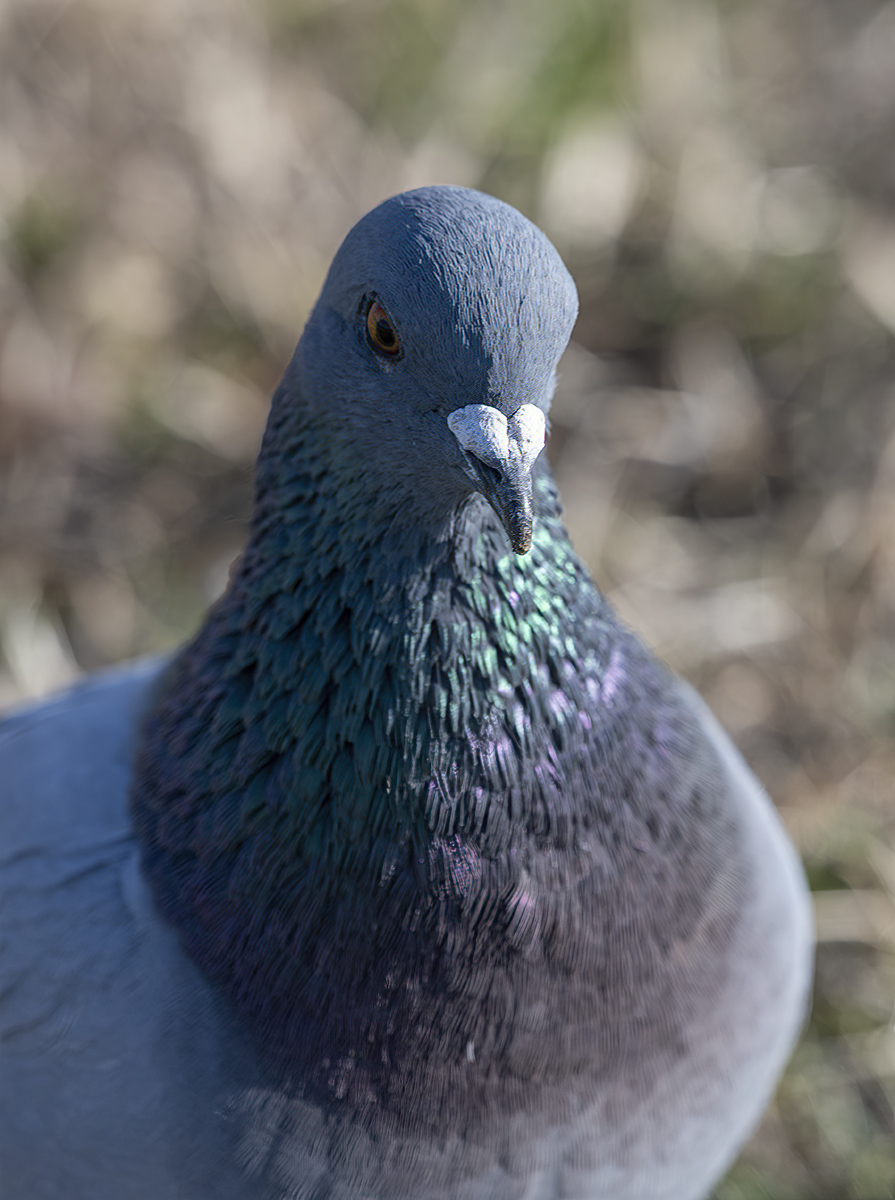 The intense pigeon